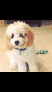 1939767_10152053900459833_1615410385_n